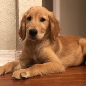 Meet your Posher, Chelsea